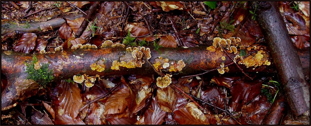 Im herbstlichen Wald unterwegs.... 