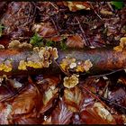 Im herbstlichen Wald unterwegs.... 