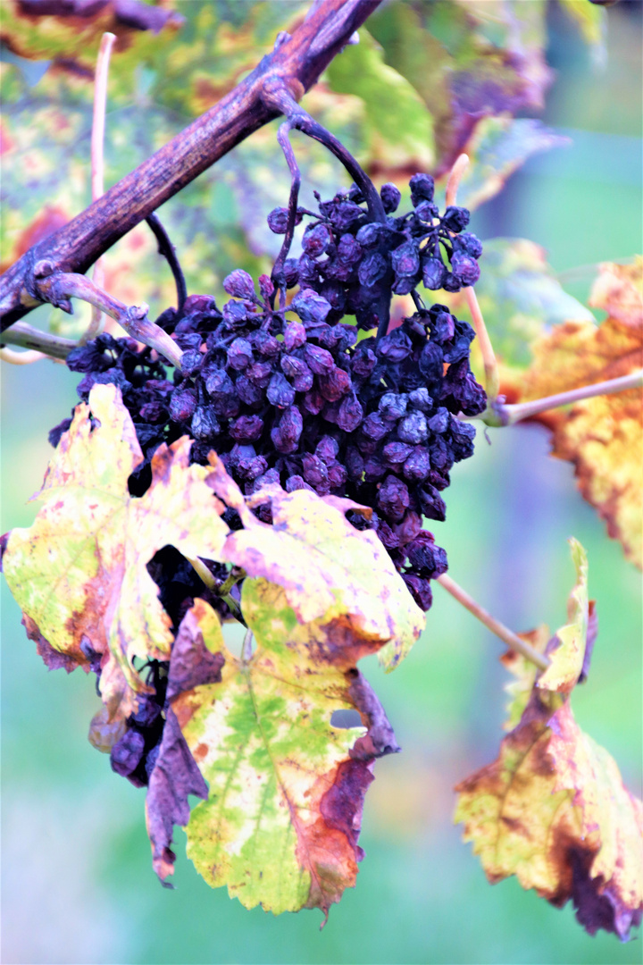 Im herbstlichen Weinberg