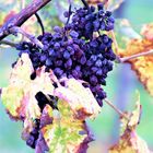 Im herbstlichen Weinberg