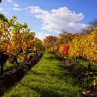 Im herbstlichen Weingarten