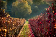 Im herbstlichen Wingert