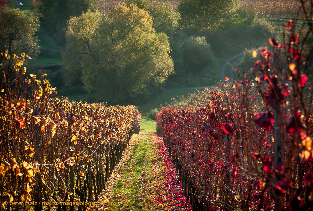 Im herbstlichen Wingert (Version 2)