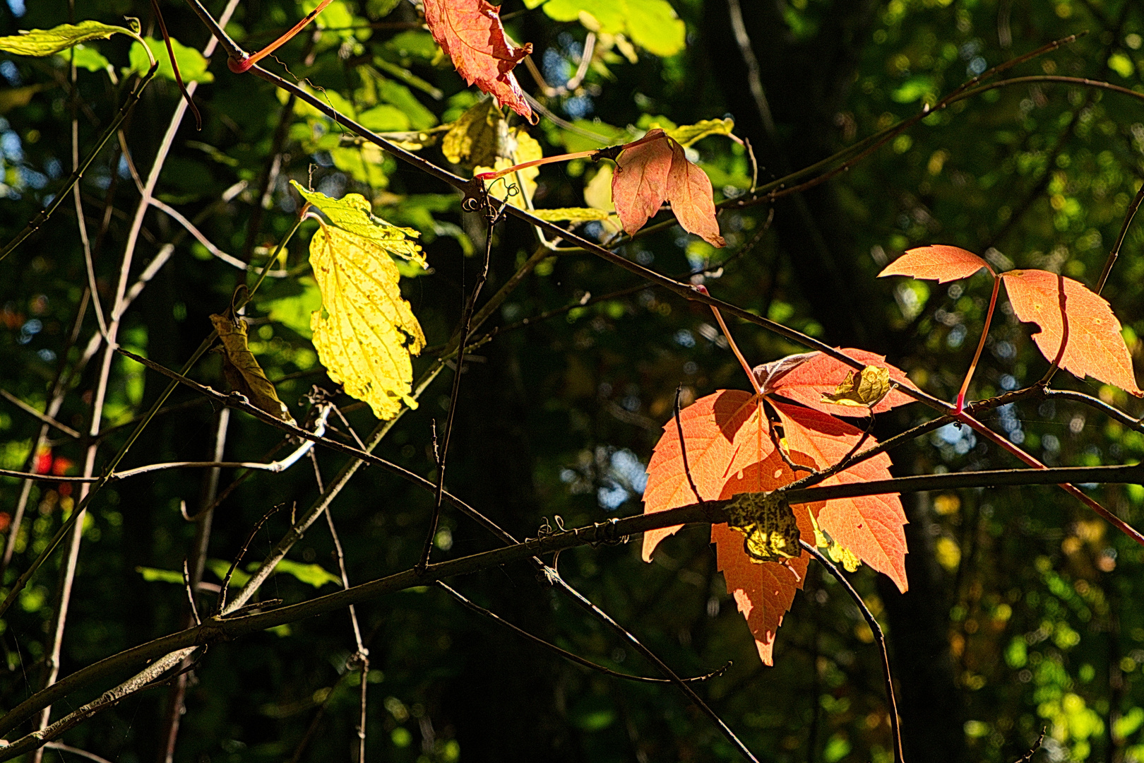 Im Herbstlicht