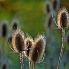 IM HERBSTLICHT