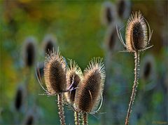 IM HERBSTLICHT