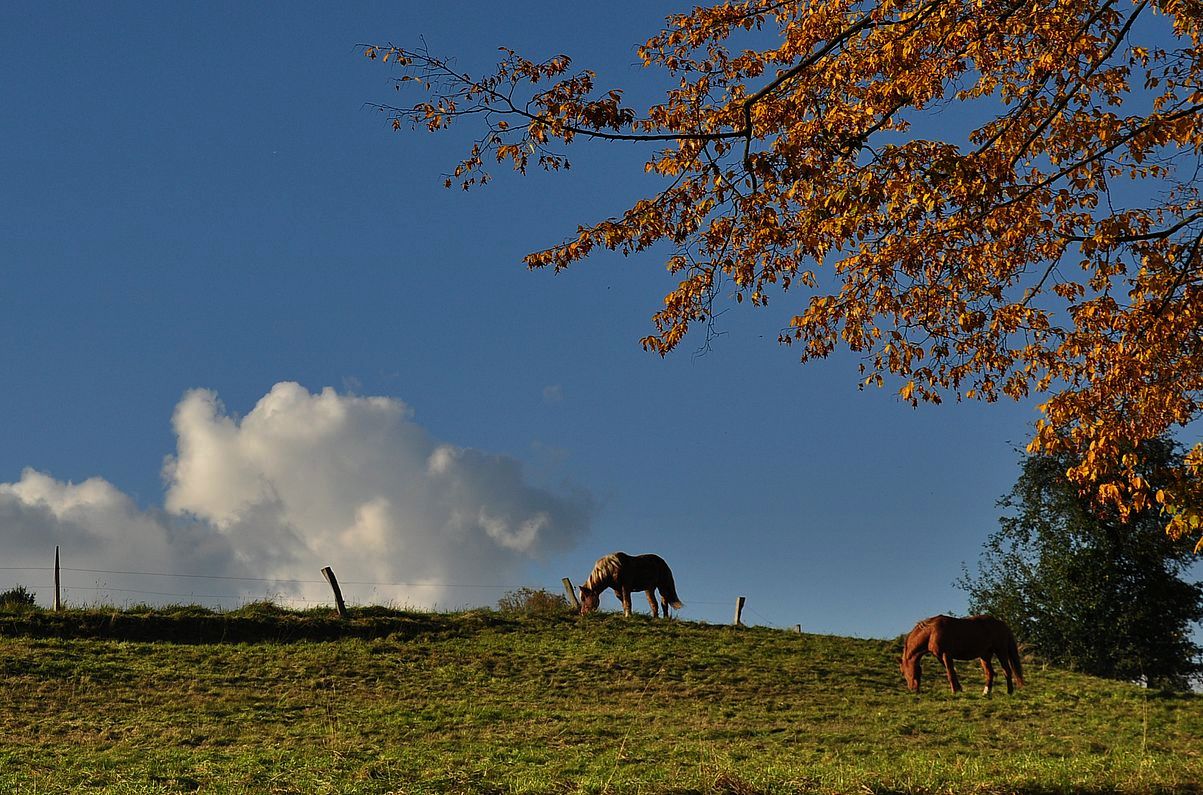 Im Herbstlicht 