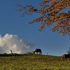 Im Herbstlicht 