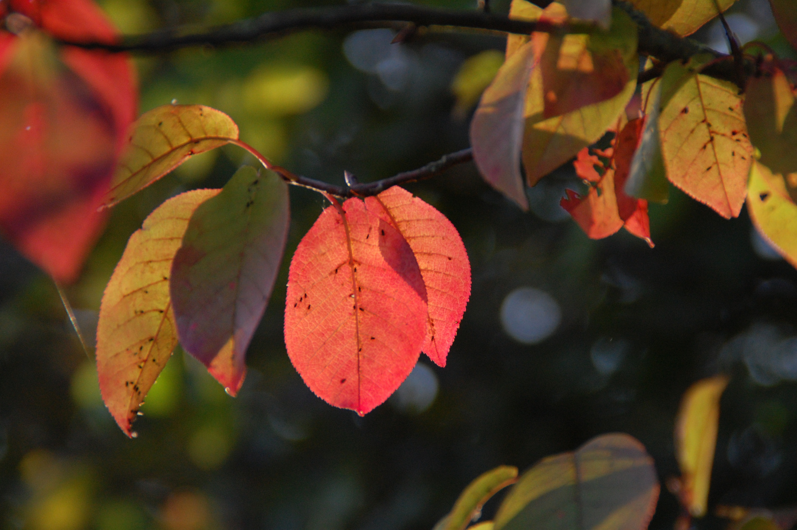 Im Herbstlicht