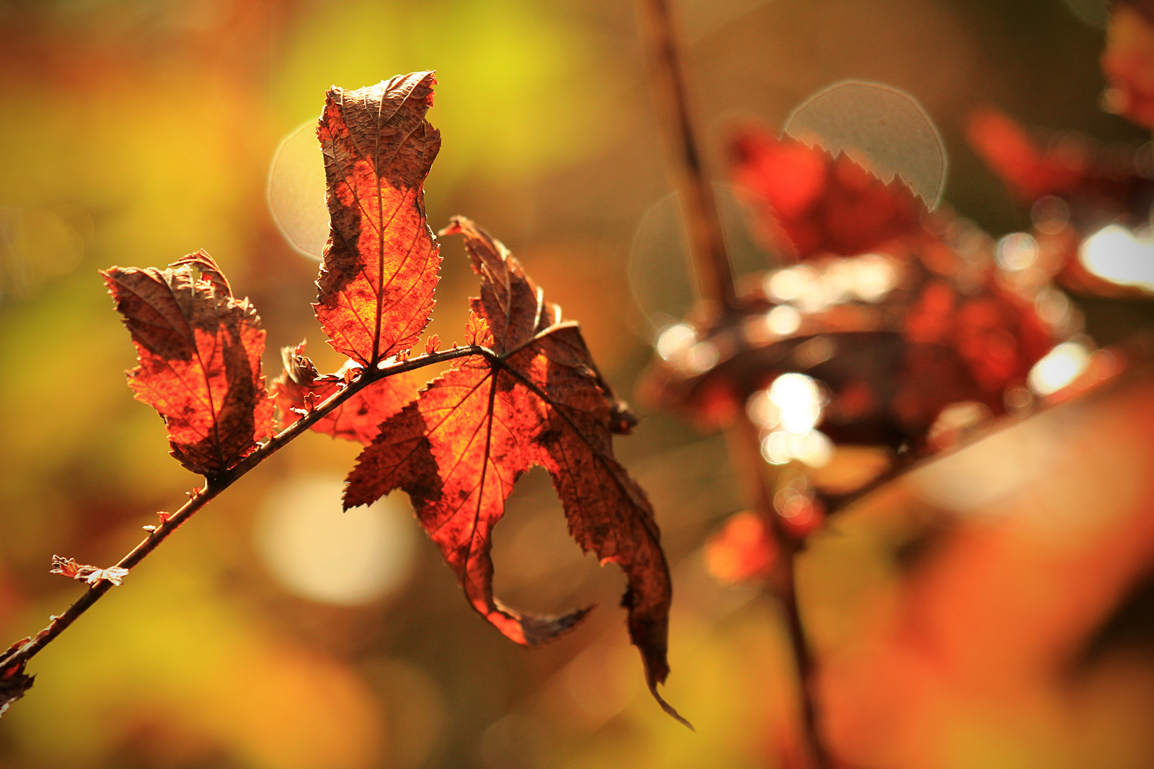 Im Herbstlicht