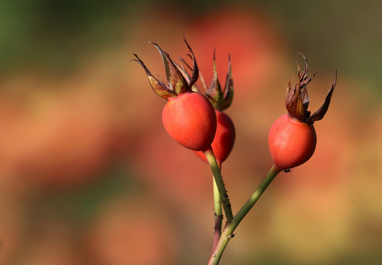 im Herbstlicht