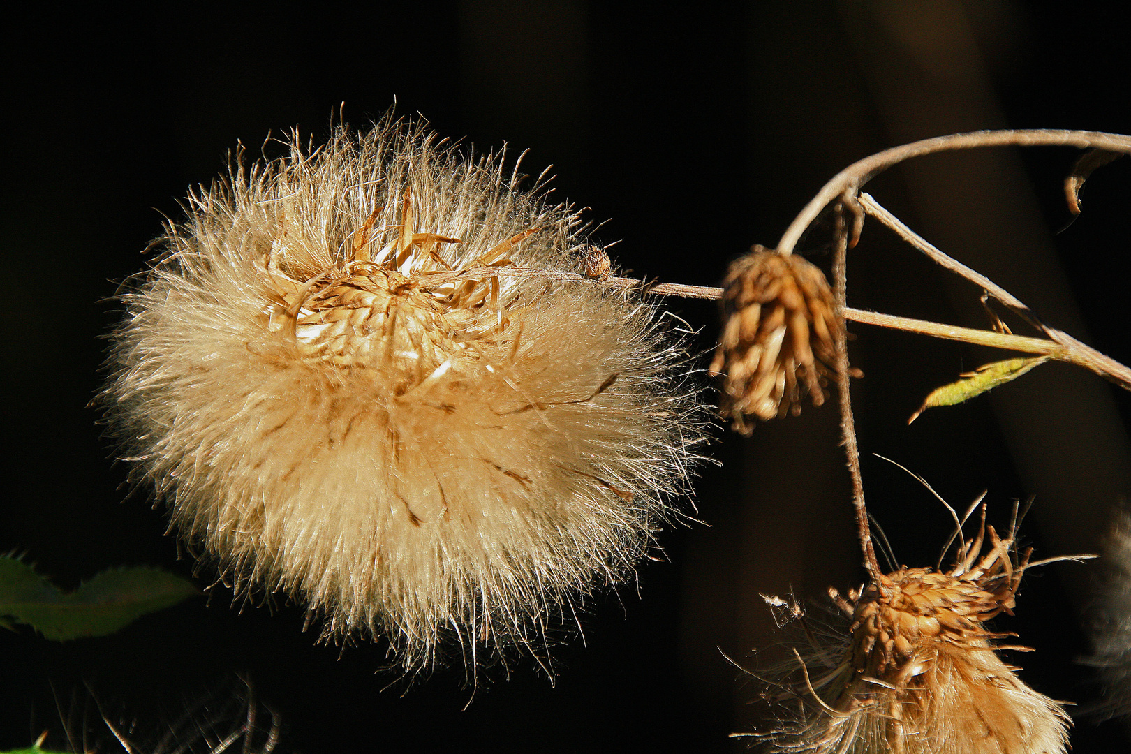 im Herbstlicht