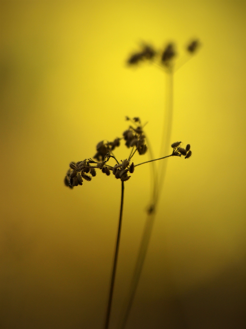 Im Herbstlicht