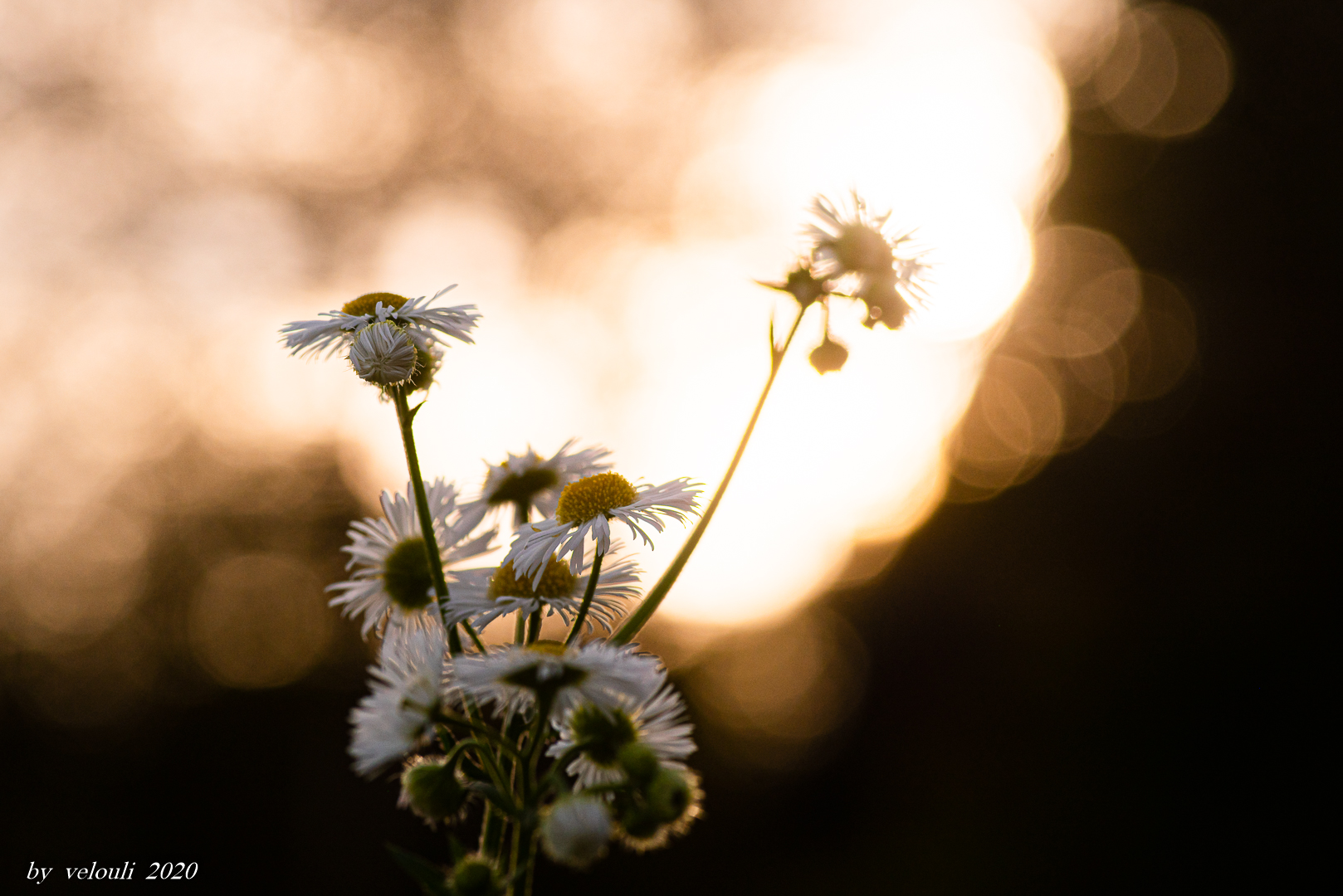 im Herbstlicht