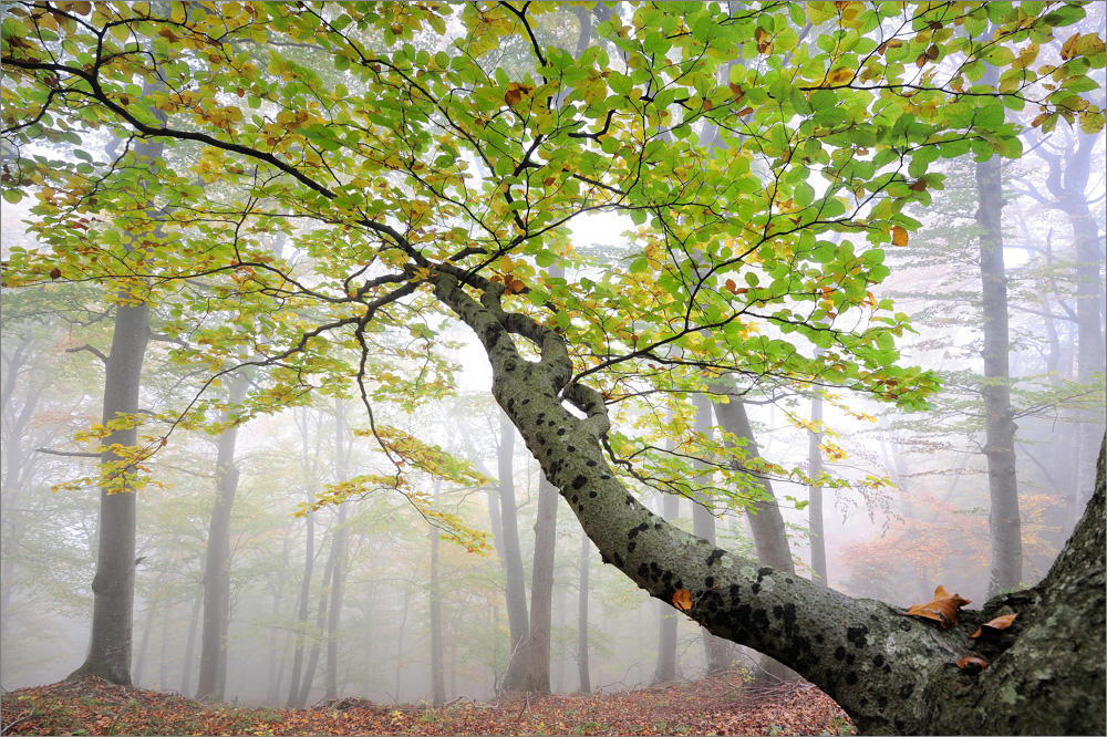 - Im Herbstnebel -