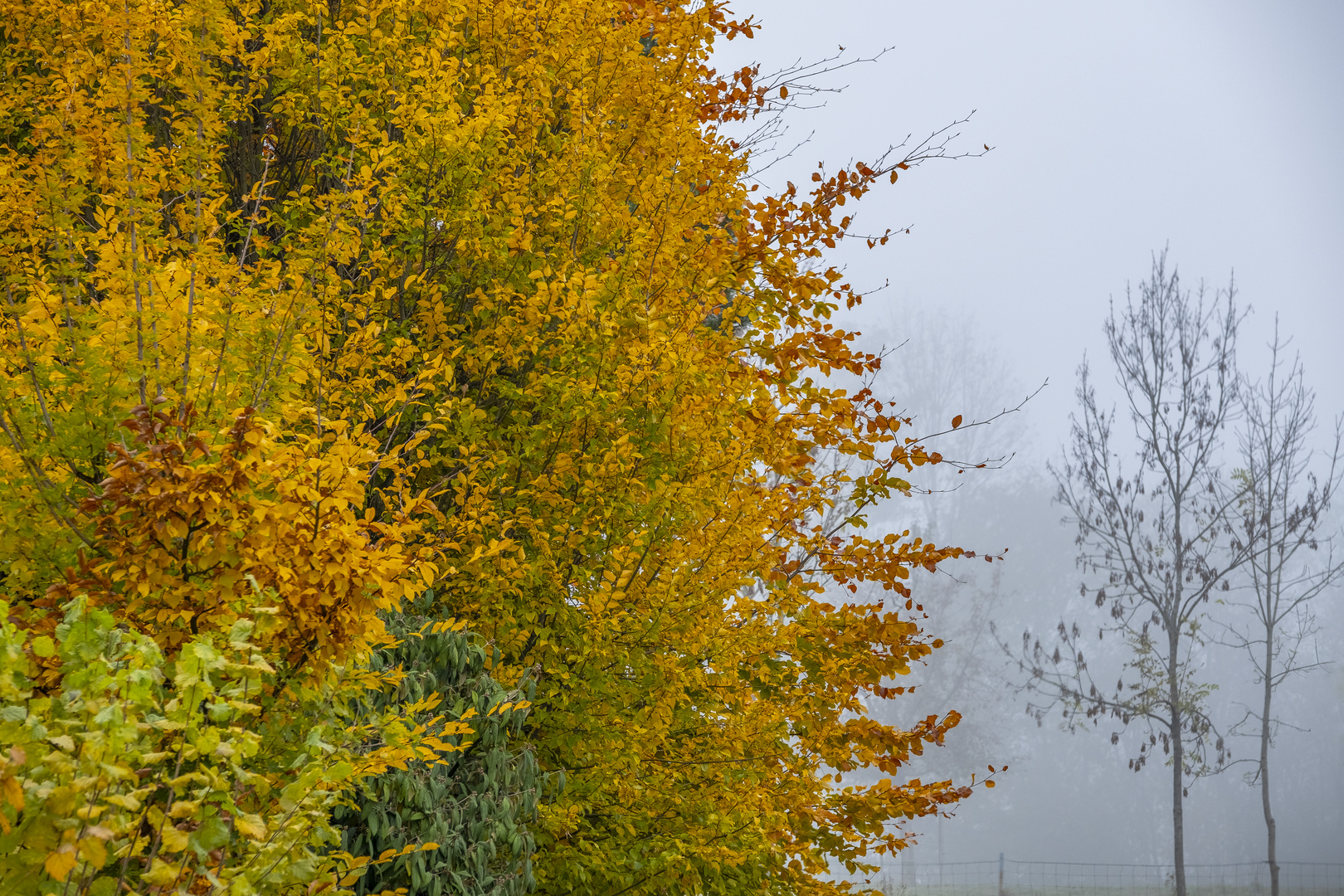 Im Herbstnebel