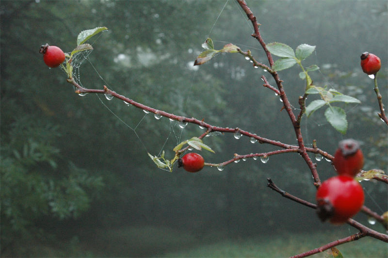 im Herbstnebel