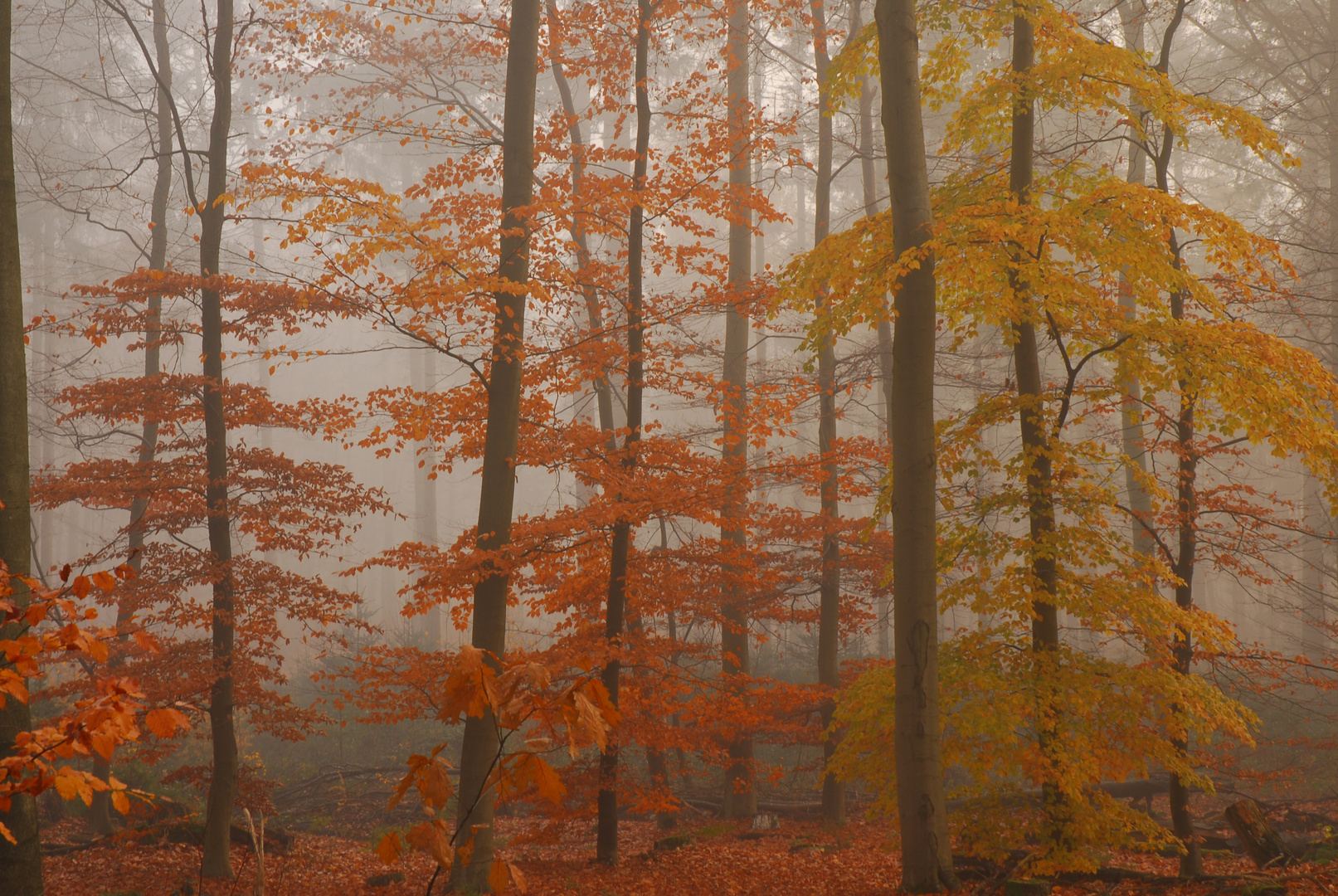 Im Herbstnebel