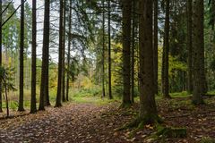 Im Herbstwald