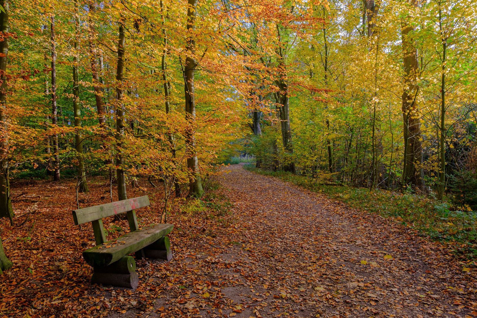 Im Herbstwald