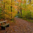 Im Herbstwald