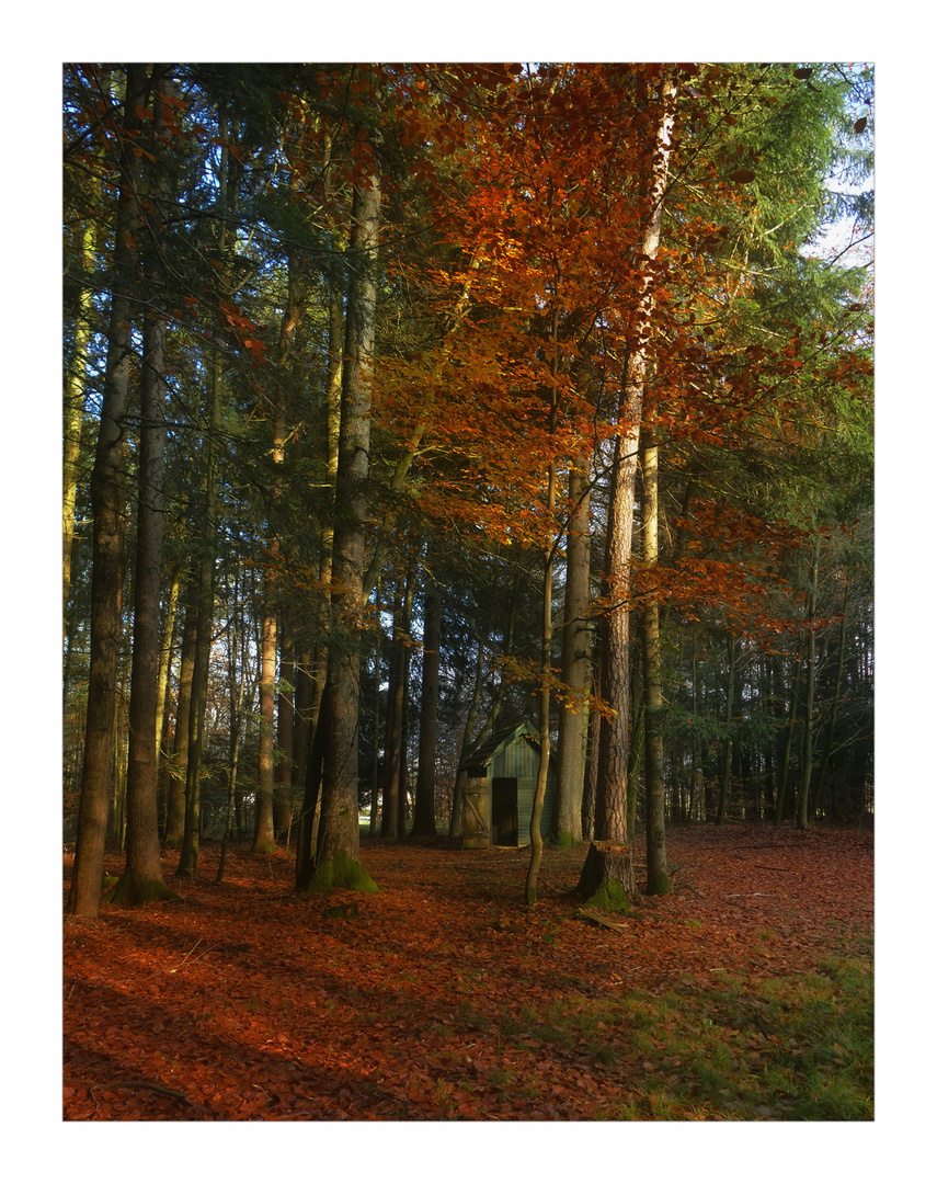 Im Herbstwald