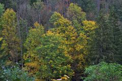 Im Herbstwald