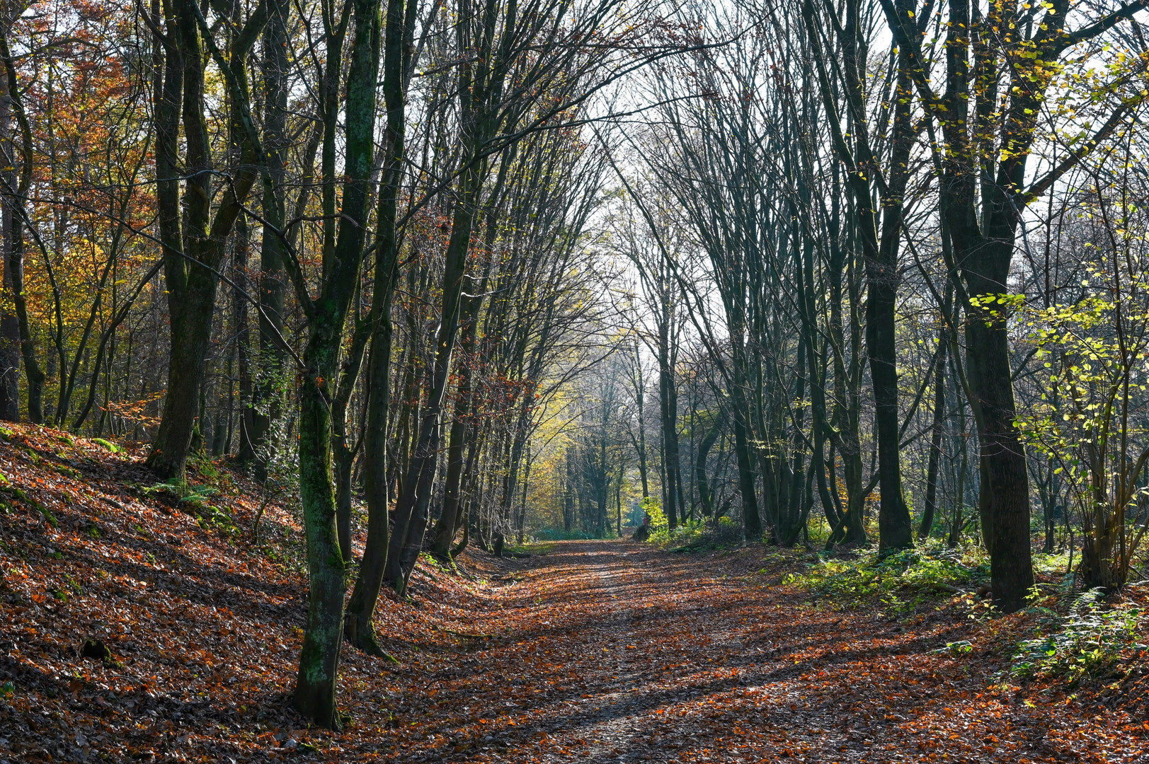 Im Herbstwald