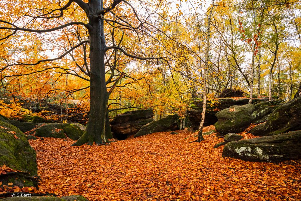 Im Herbstwald (1)