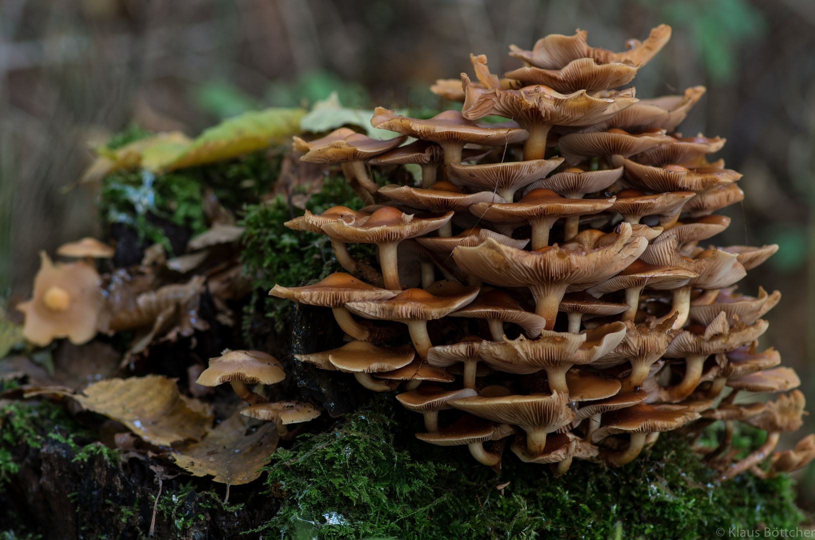 Im Herbstwald 1