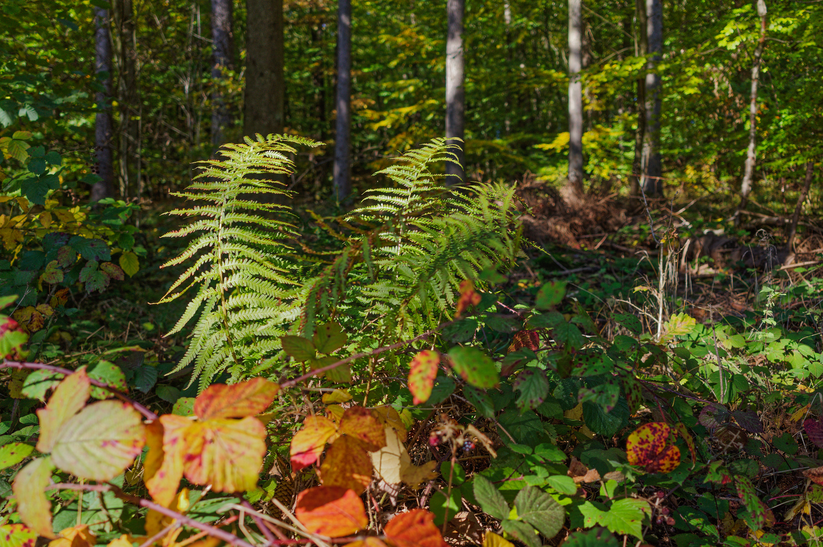 Im Herbstwald