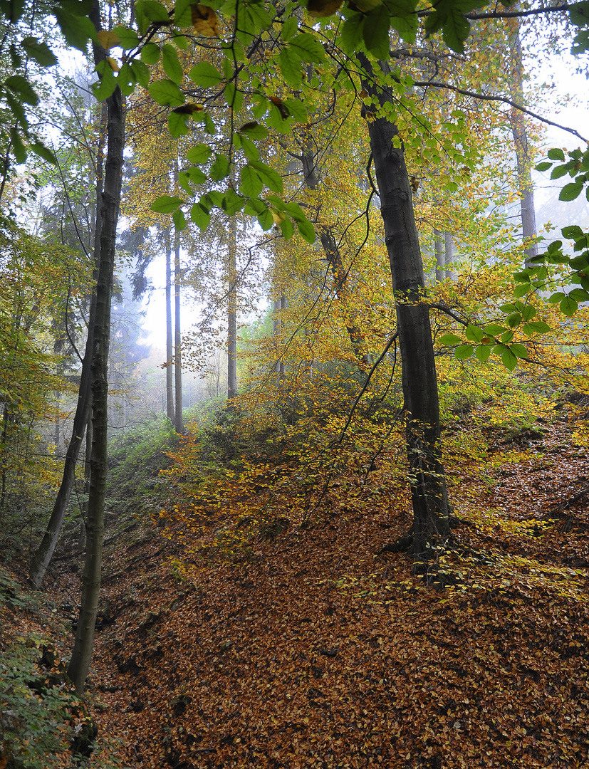 Im Herbstwald