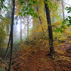 Im Herbstwald