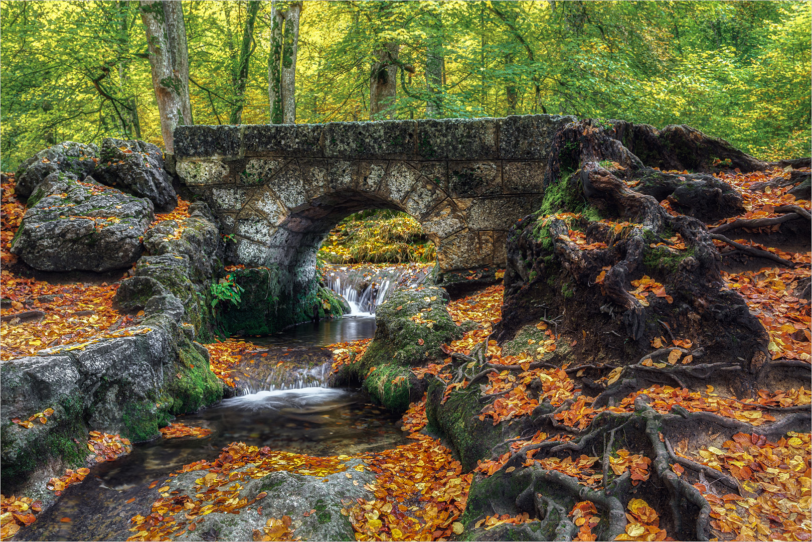 im Herbstwald