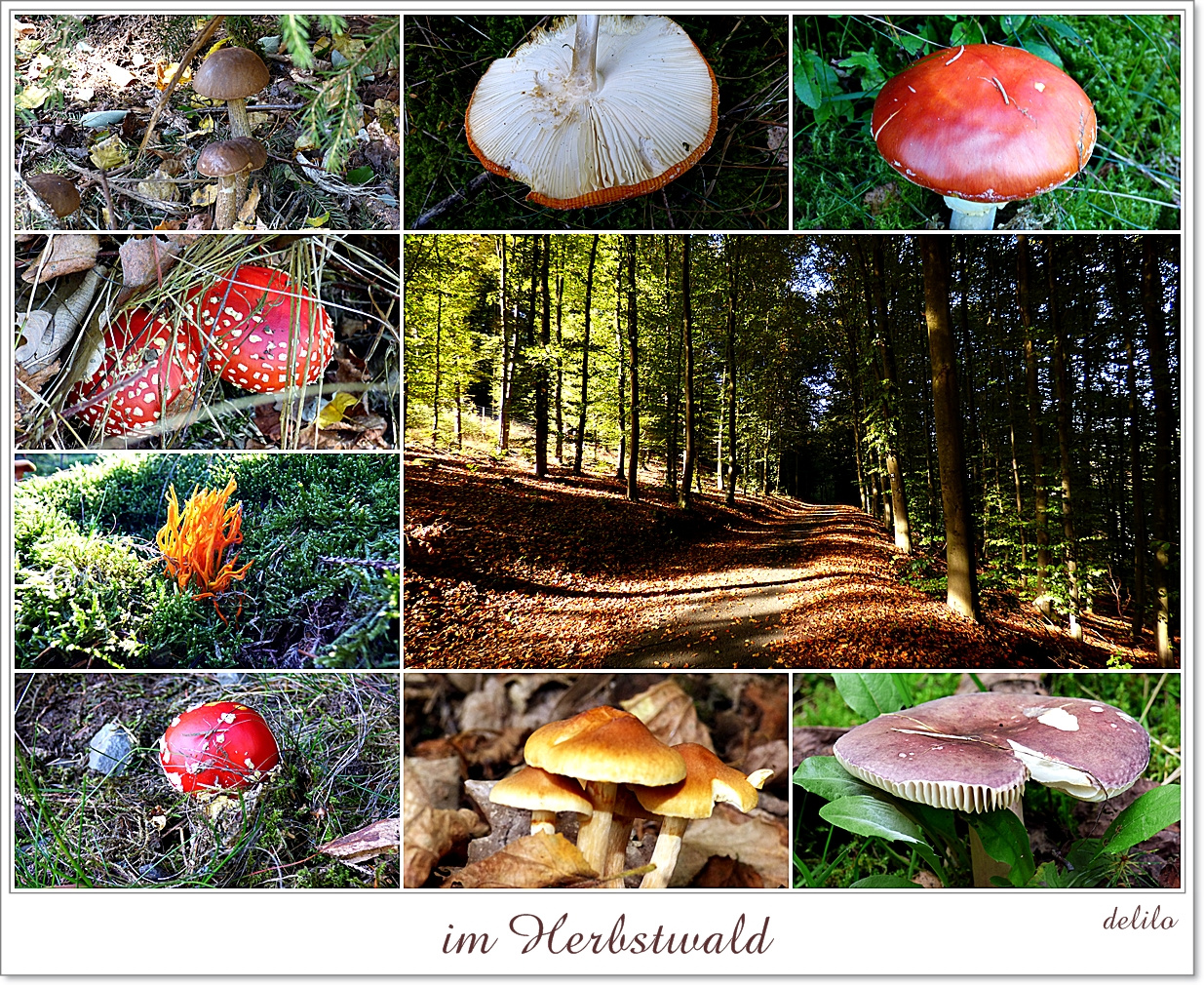 im Herbstwald