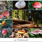 im Herbstwald