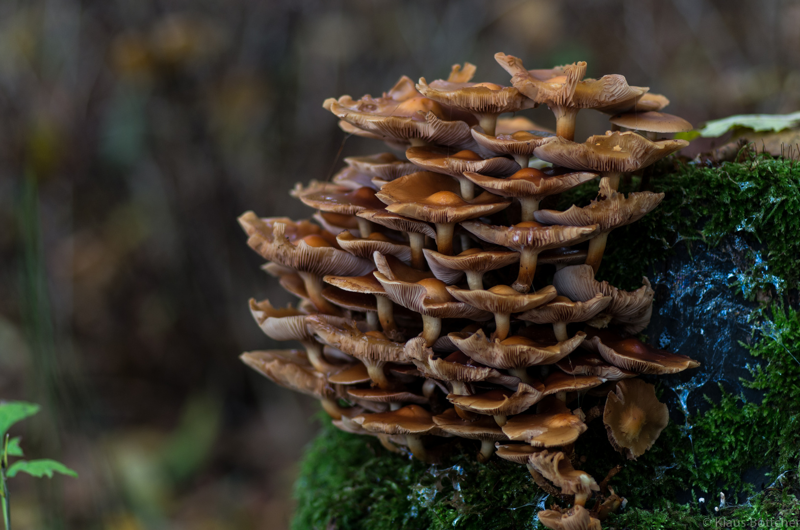 Im Herbstwald 2