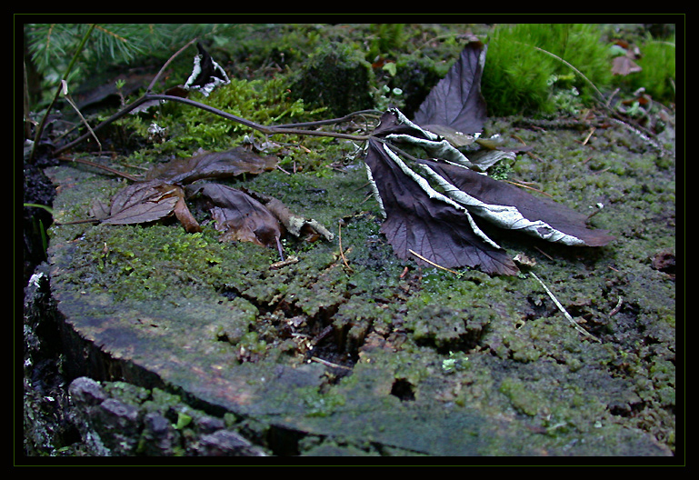 im Herbstwald #2