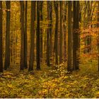 Im Herbstwald 2014