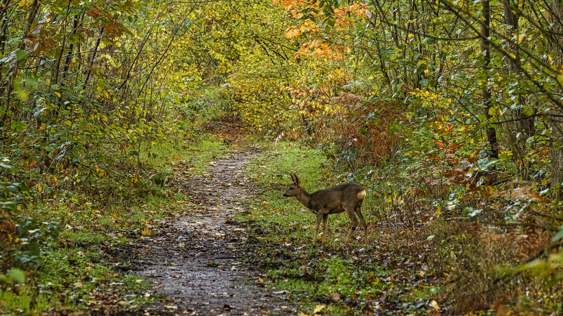 Im Herbstwald, 2020.10.28.