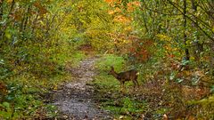 Im Herbstwald, 2020.10.28.