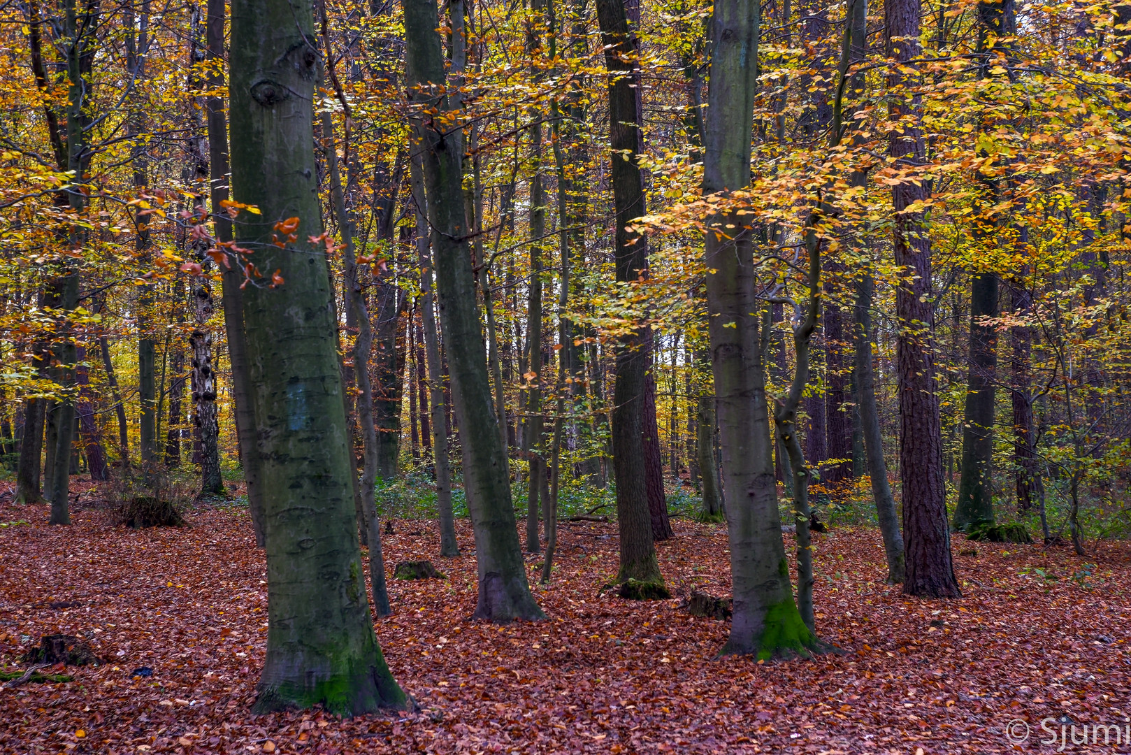 Im Herbstwald