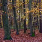 Im Herbstwald