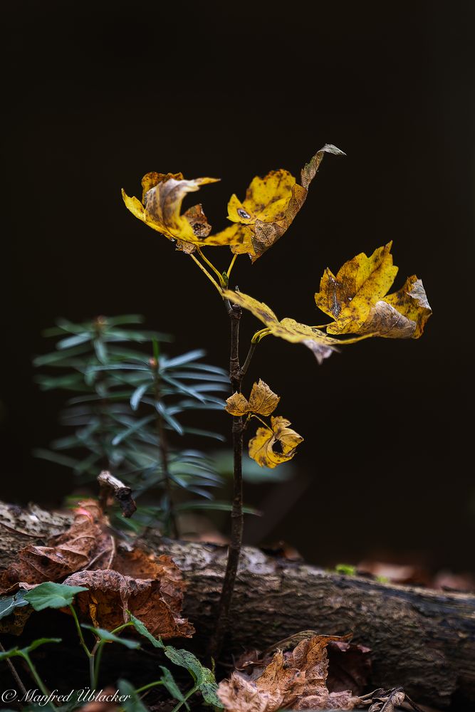 im Herbstwald ...