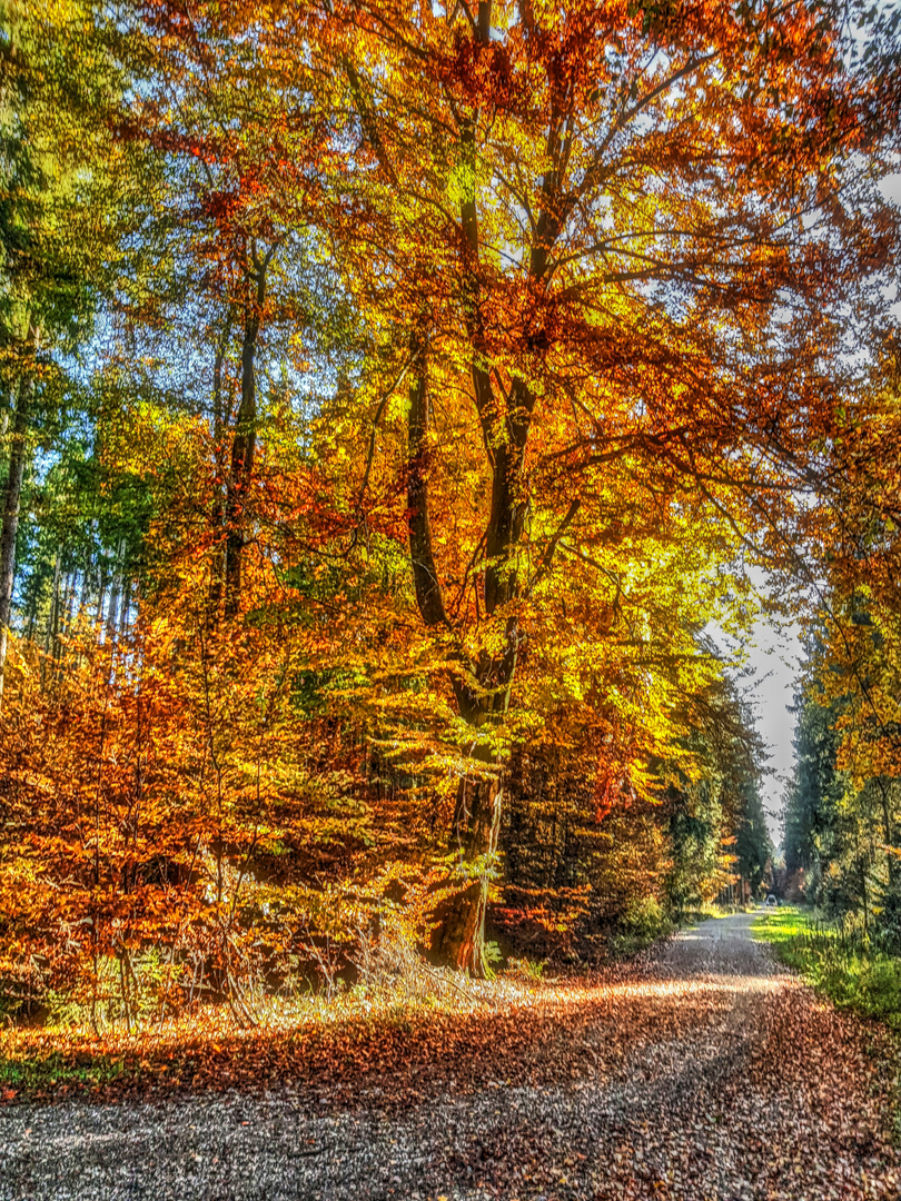 Im Herbstwald