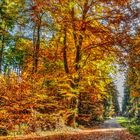 Im Herbstwald