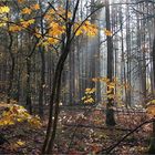 im Herbstwald