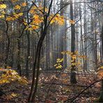 im Herbstwald