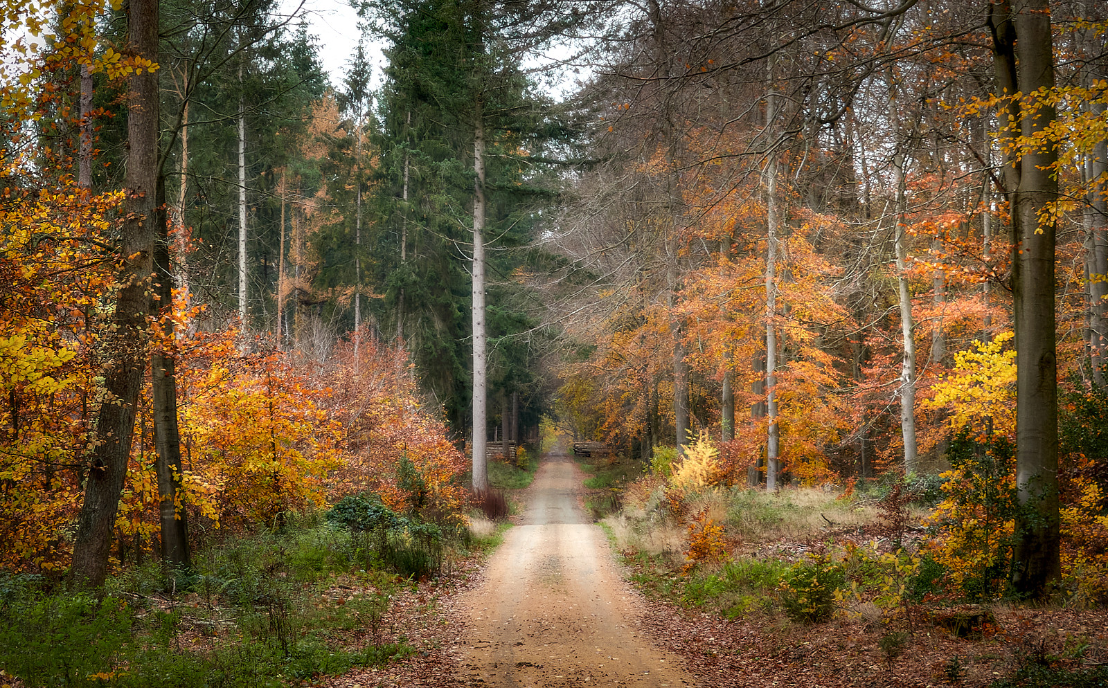 Im Herbstwald