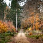 Im Herbstwald